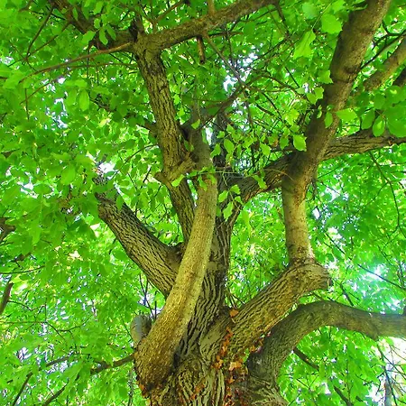 别墅 柯克皮纳庄园别墅