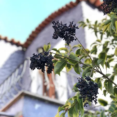 柯克皮纳庄园别墅